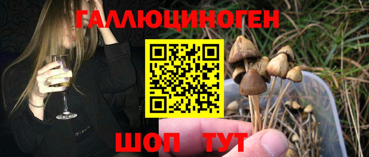 Галлюциногенные грибы Psilocybine cubensis Сатка